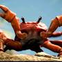 Crab Army