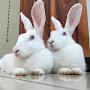 @funwithmyrabbits