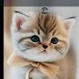 @fathullahmuftitayyabi4208