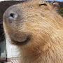 Capybara