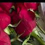 @عبدالباسطالساروت-ح9ف
