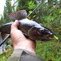 @fishgrayling