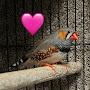 @BoopTheZebraFinch