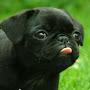 @gusda_pug