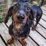 Dachshunds FourMe