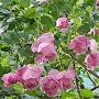 @jennys20garden