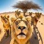 WILD Animals Wildlife 