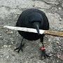 @Crow_Bltch
