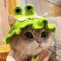 @FrogAsh