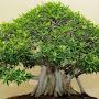 @ficusWood