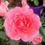 @rashmishinde3512
