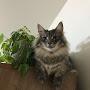 @mananeko-neko1224