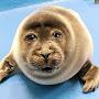 Fat Seal