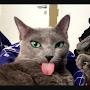 @Blep_cat