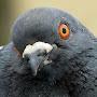 @goodpigeon6439
