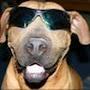 @GrantBrownDog