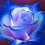 @sreeja0410