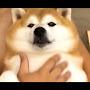 @ChimkenNuggers