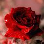 @prithalove