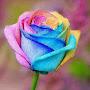 @aliiraqi358