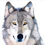 @timberwolf2413