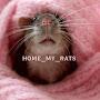 home_my_rats