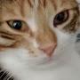 @Cats_Lovers.