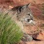 @AmolschCougar