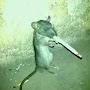 smoking rat