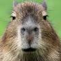 CapyBaraPlays