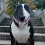 @bullterrierbullterrier8838