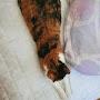 @stretching_cat