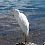 @1lonebird