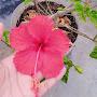 @Lavender101-q8f