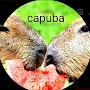 @capuba1