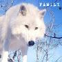 @LoveWolves-k3v