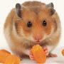 HAMSTER