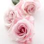 @Syrian24579