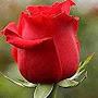 @sitiumikalsummohdzaidin960
