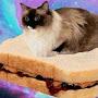 The Gravy Sandwich_Cat