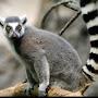 Lemur