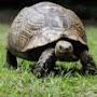 Steady Turtle