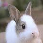 @BUNBUN_12-k9o