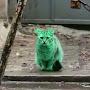 Зелёный кот.