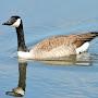 Groovy Goose