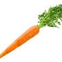 carrot