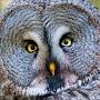 @Birds-in-Norway