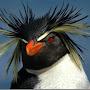Mad Pinguin