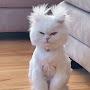 @kiramilkina1400