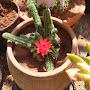 @PlanterReplanter